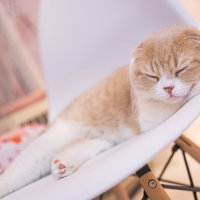 椅子の上で前足を垂らして気持ちよく眠るスコティッシュフォールドの写真