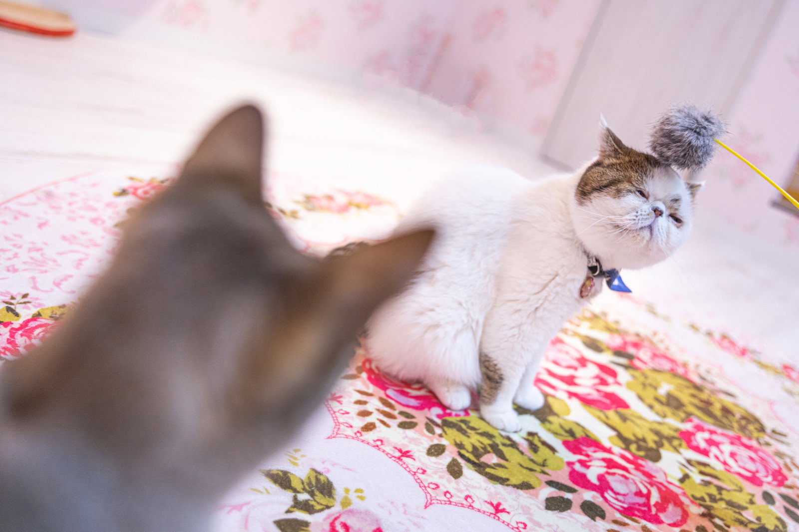 煽りをスルーする無関心な表情のエキゾチックショートヘア猫