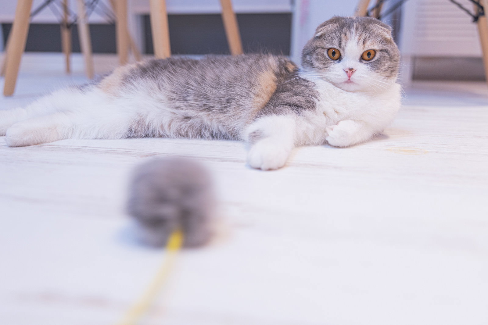 床に寝転ぶグレーと白の毛色のスコティッシュフォールドの子猫