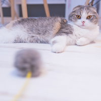 思わず手が出る5秒前、スコティッシュフォールドの子猫の写真