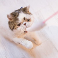 ピンクのおもちゃに食らいつくエキゾチックショートヘアの写真