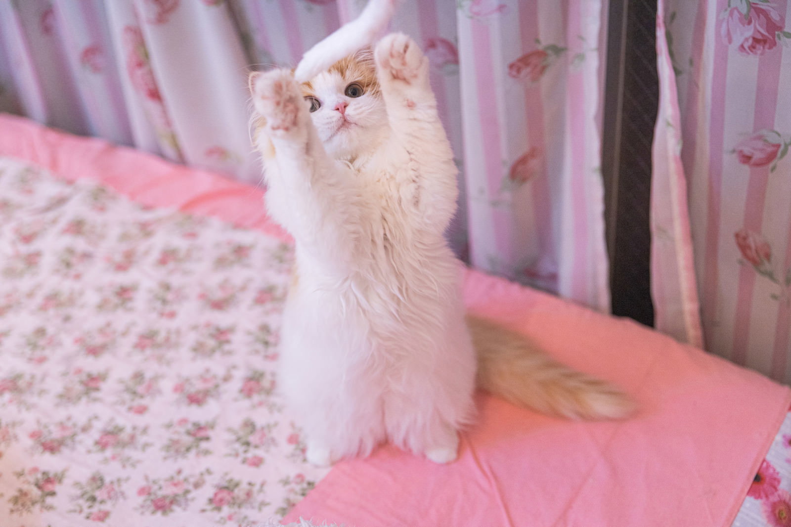 ピンクのベッドの上で立ち上がるスコティッシュフォールドの子猫