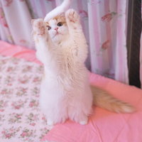 生後2ヶ月のスコティッシュフォールドの子猫と戯れるの写真