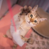 運動能力の高いシンガプーラが上を見上げる仕草の写真