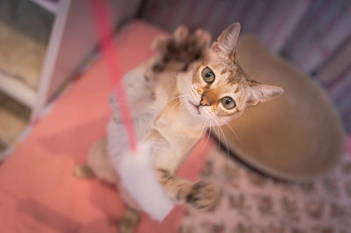 運動能力の高いシンガプーラが上を見上げる仕草