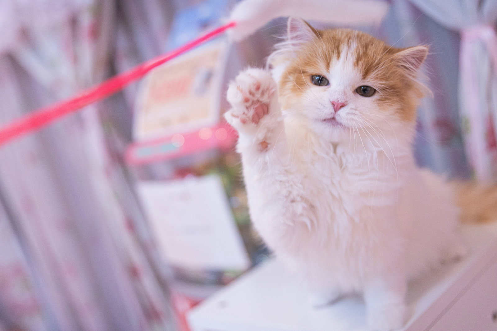 赤い紐に前足を向けて遊ぼうとするスコティッシュフォールドの子猫