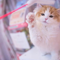 赤い紐で遊ぶスコティッシュフォールドの小さな肉球の写真