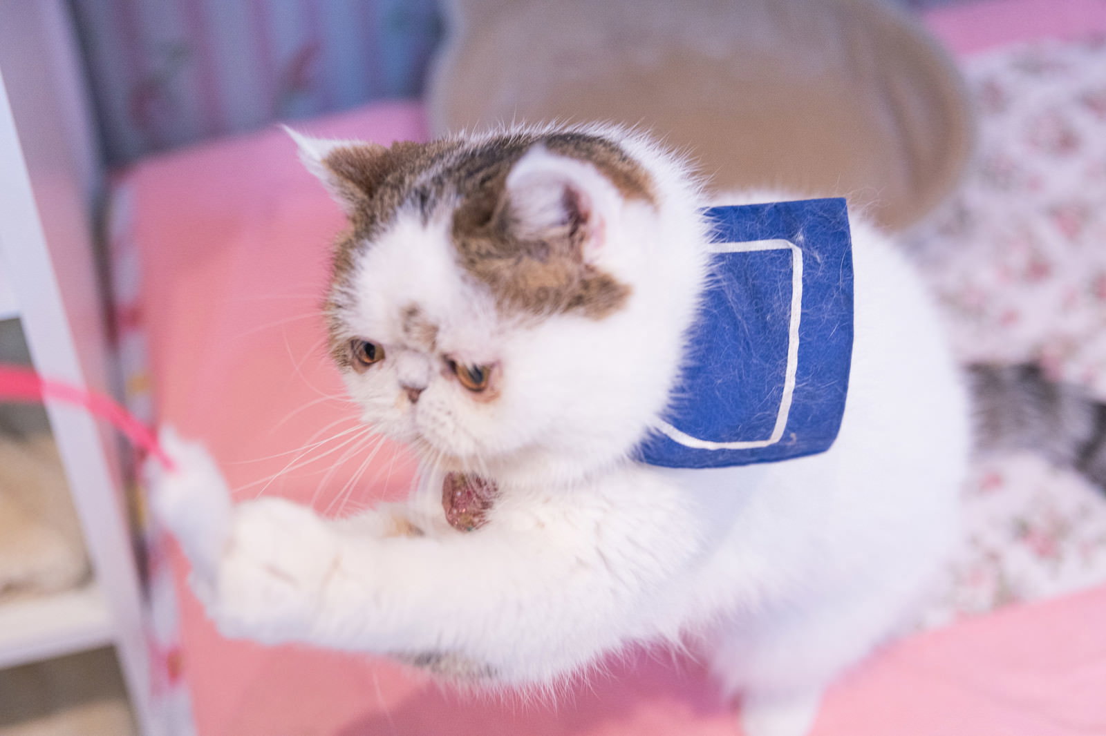 両手を上げてキャッチのポーズをとるエキゾチックショートヘア