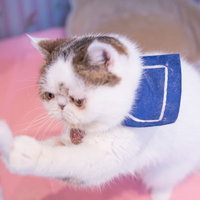 両手でキャッチするエキゾチックショートヘアの猫の写真