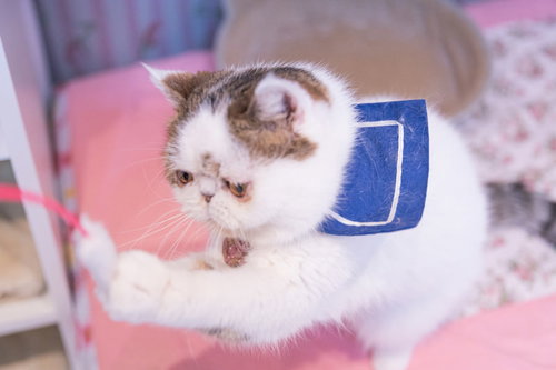 両手でキャッチするエキゾチックショートヘアの猫