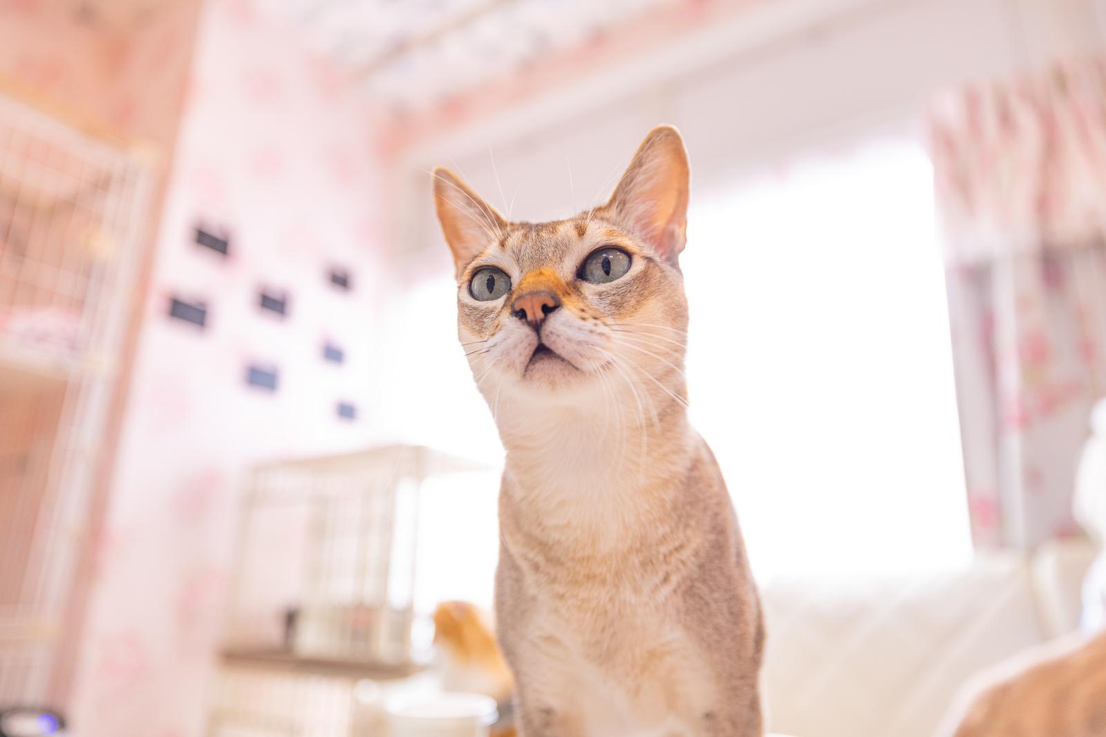上を向いて大きく目を開き口を半開きにするシンガプーラ猫の正面アップ