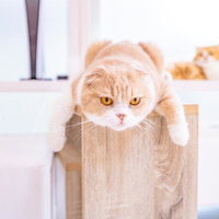 木製の箱からうなだれるにゃんこ、つまらなそうな表情の写真