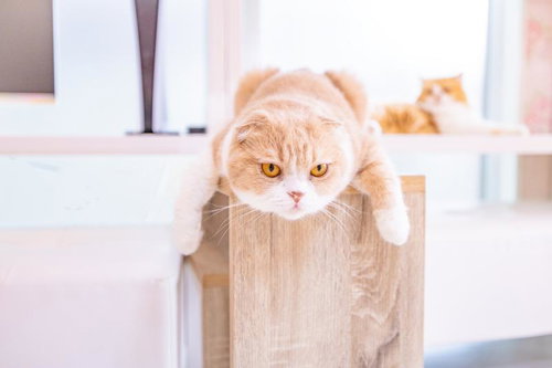 木製の箱からうなだれるにゃんこ、つまらなそうな表情