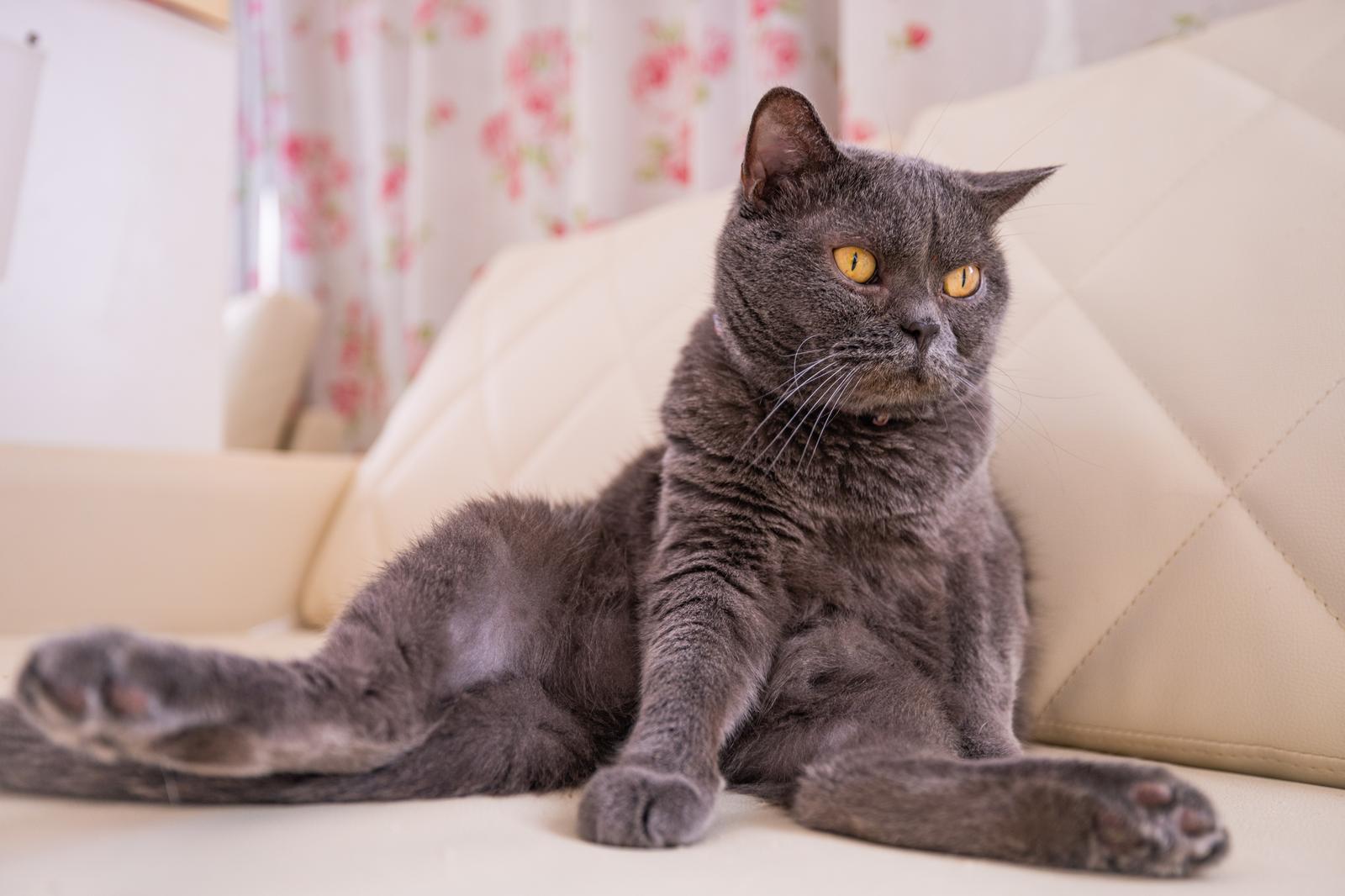 ソファーに座ってカメラを見つめる黒猫。黄色い瞳が印象的