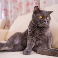 ソファーでくつろぐ黒猫、黄色い瞳でこちらを見つめるの写真