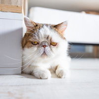 キッチンの隅で退屈そうに座るエキゾチックショートヘアの茶白猫の写真