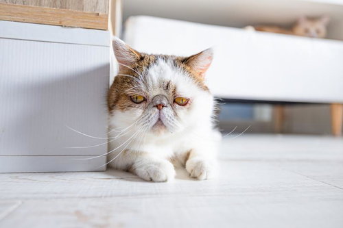 キッチンの隅で退屈そうに座るエキゾチックショートヘアの茶白猫