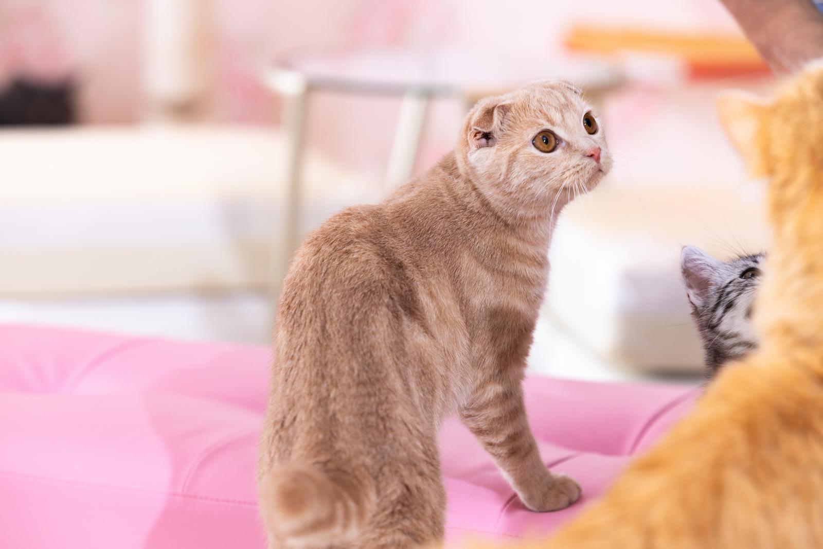 ちゅ～るを見上げるグレーの子猫とピンク色のベッドにいるトラ柄の猫