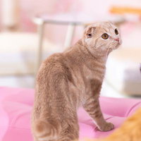 ちゅ～るの気配を感じて上を向く複数の猫たちの写真