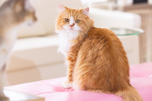 ピンク色のベッドの上で振り返るラガマフィン