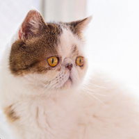 びっくり顔で上を見つめるエキゾチックショートヘアの猫の写真