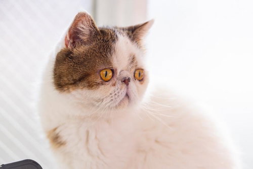 びっくり顔で上を見つめるエキゾチックショートヘアの猫