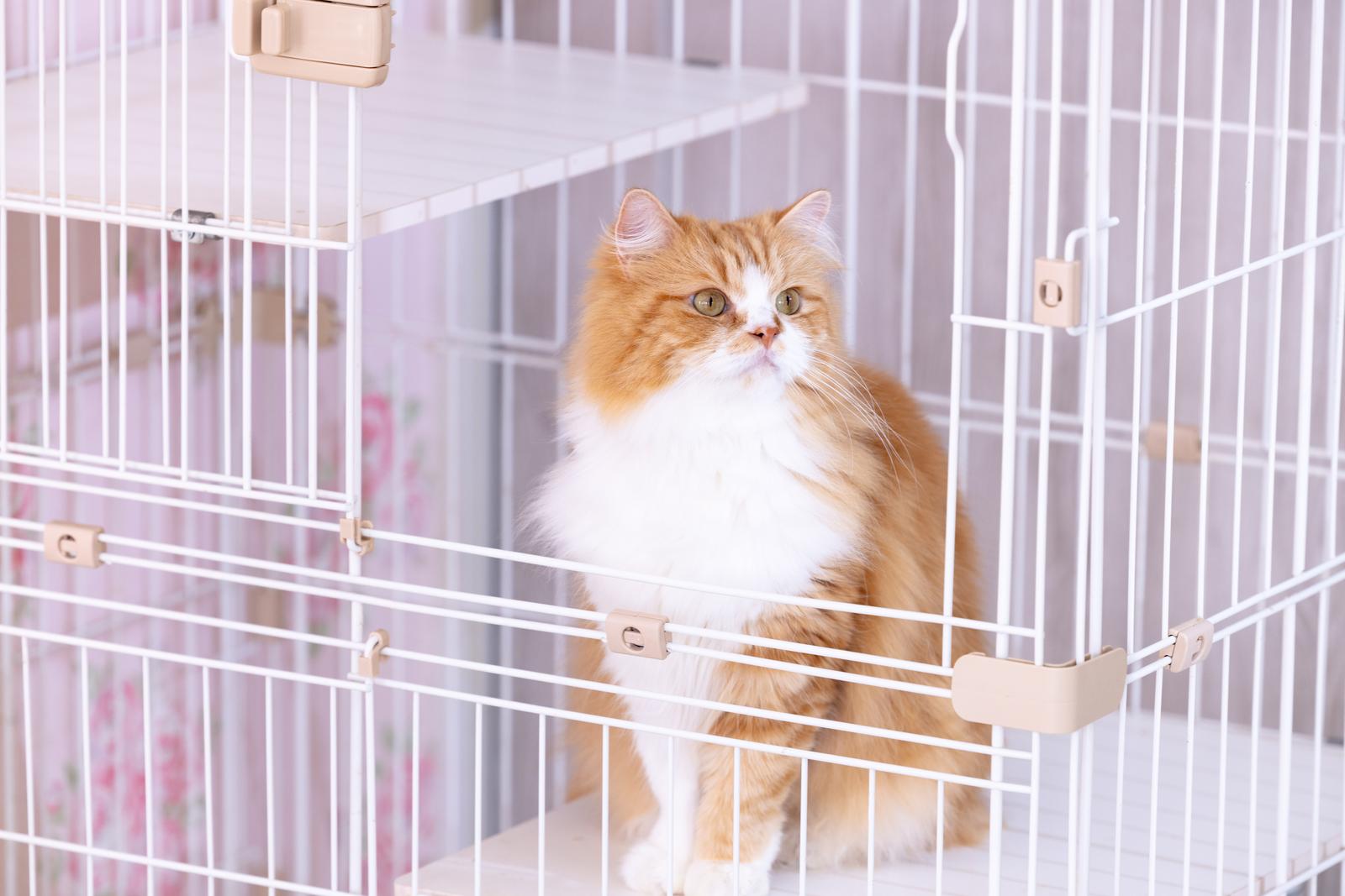ゲージの中に入った白とオレンジの毛並みの猫