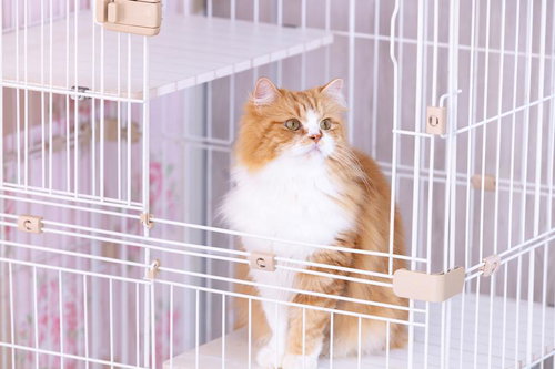 白とオレンジの毛並みをしたゲージに入った猫