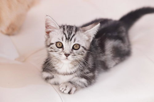 生後3ヶ月のマンチカンがカメラを見つめる