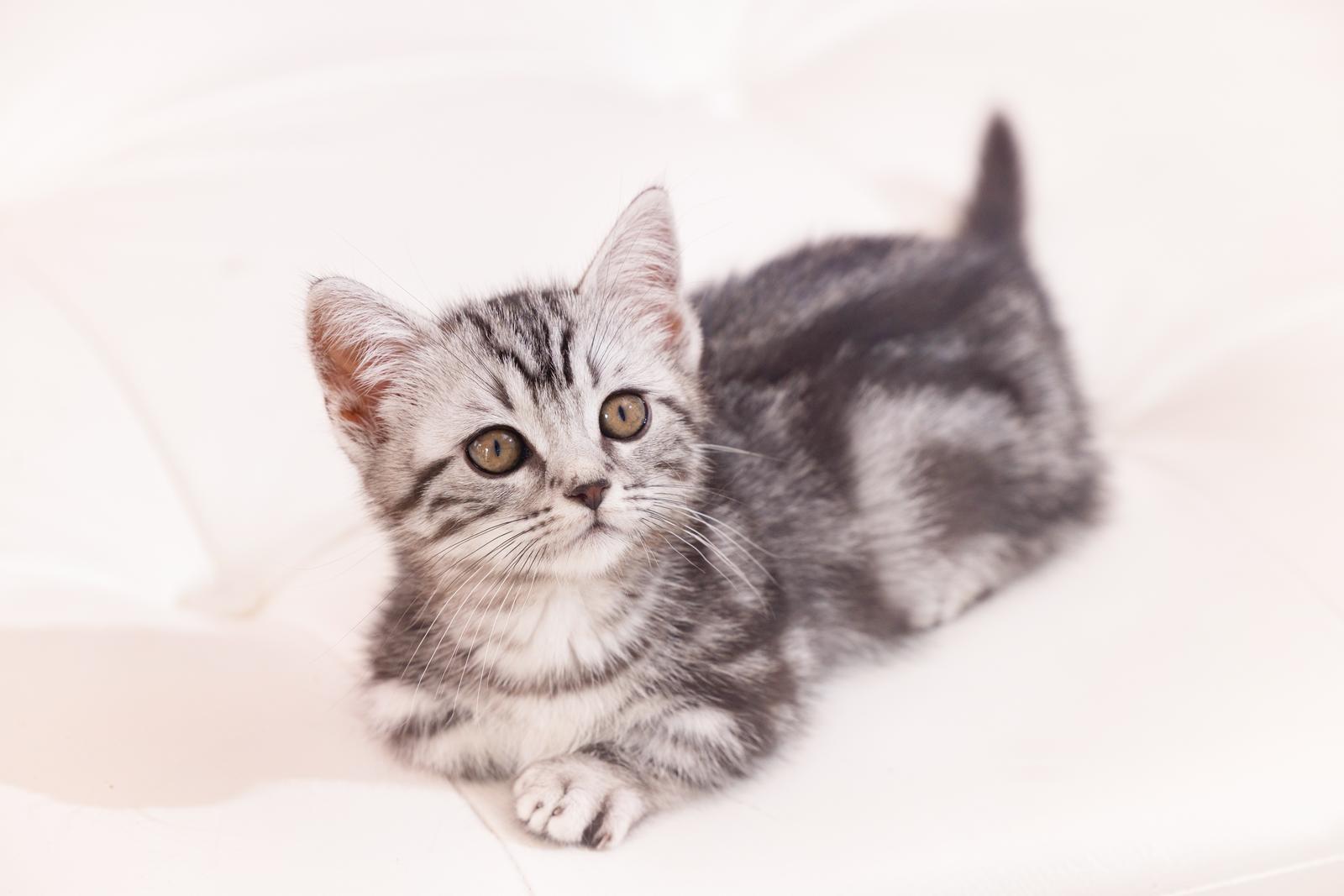 白い背景の前で上を見つめるグレーと白の毛並みのマンチカン子猫