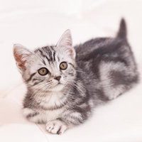 上を見つめるマンチカンの子猫、グレーと白の毛並みの写真