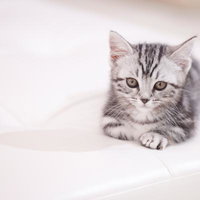 遊んでもらいたくてうずうずする子猫の視線の写真