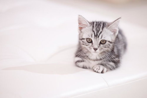 遊んでもらいたくてうずうずする子猫の視線