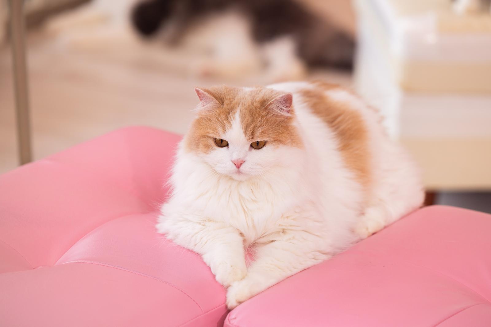 ピンク色のクッションでくつろぐ茶白の長毛猫