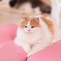 ピンクのクッションでくつろぐ茶白猫の長毛の写真