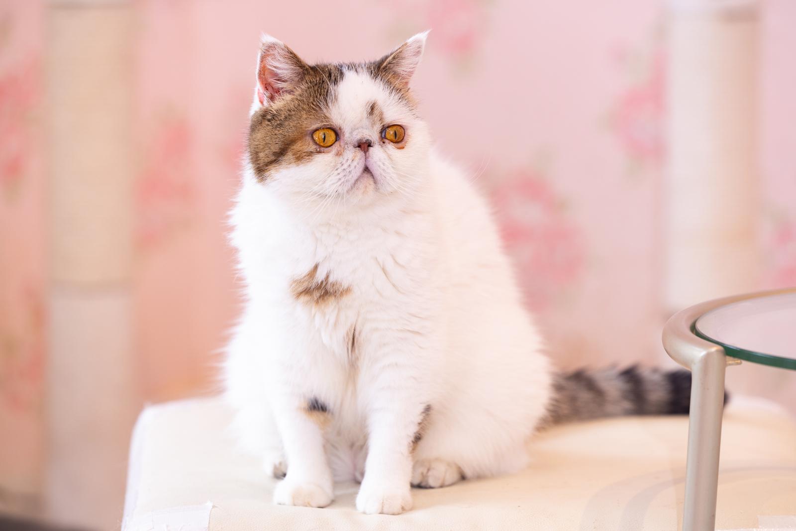 猫カフェのエキゾチックショートヘア。白と茶色の毛並みで、金色の瞳が特徴的な猫が正面を向いている