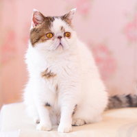 猫カフェで見つめるエキゾチックショートヘアのぶーちゃんの写真