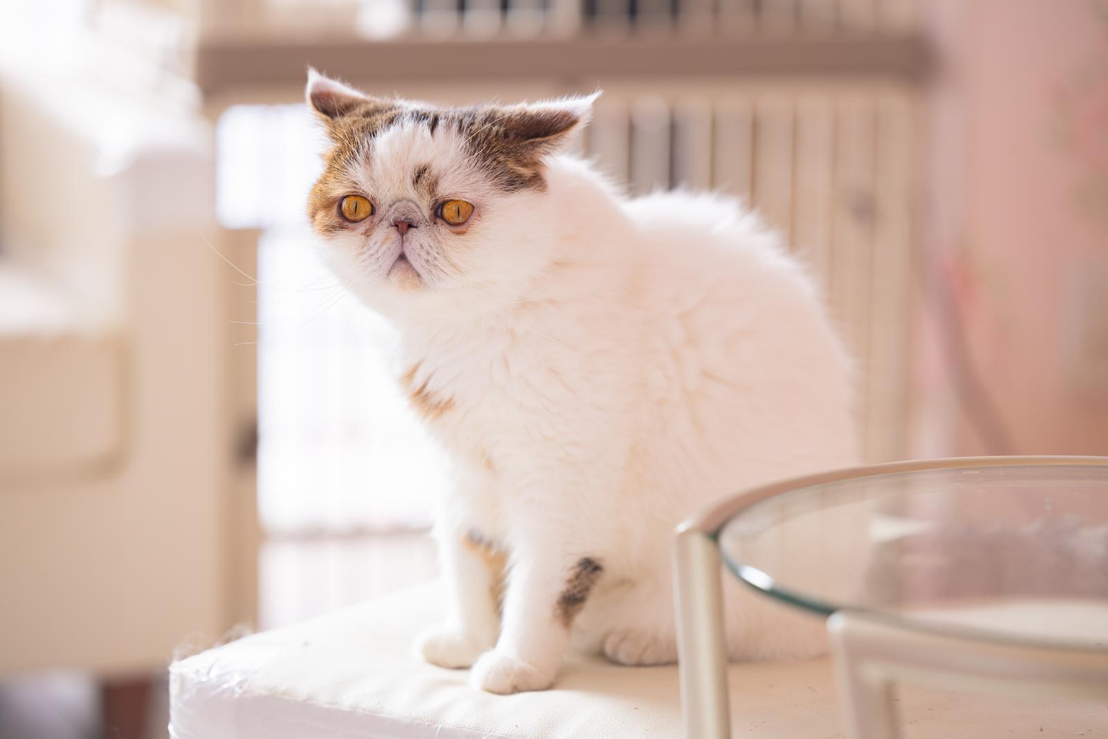 白とブラウンのエキゾチックショートヘア、ぶーちゃんが黄金色の瞳で見つめている