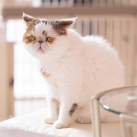 えっ、エキゾチックショートヘアのぶーちゃんに見つめられた・・・の写真