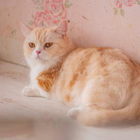 背後に気づくマンチカンの横顔、振り返る仕草の写真