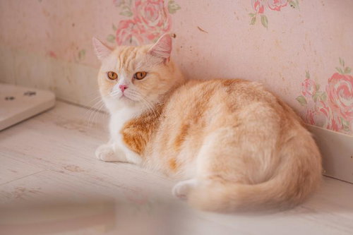 背後に気づくマンチカンの横顔、振り返る仕草