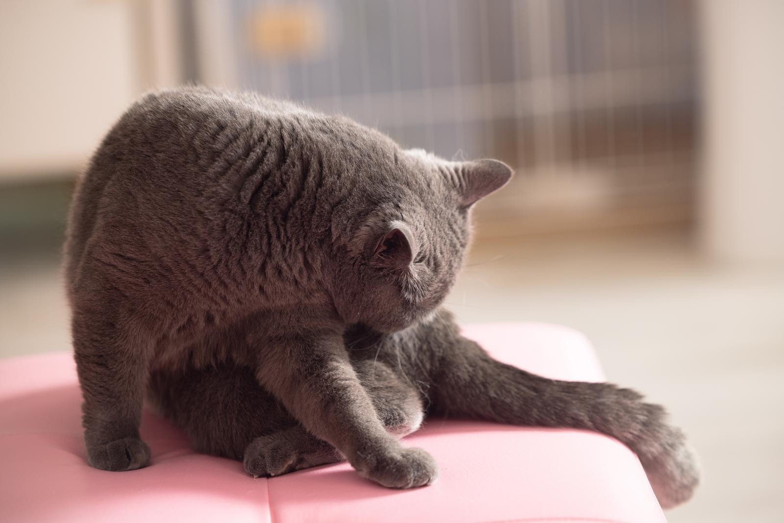 ピンク色のマットの上でうずくまる黒猫が下を向いている