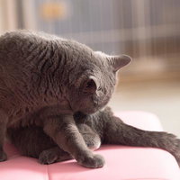 ピンクの上でじっと見つめる黒猫ぺろぺろの子猫の写真