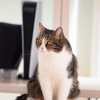 黄色い瞳のお座りにゃんこ、白い胸毛が可愛い室内ペットの写真