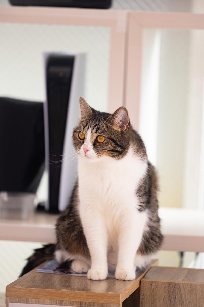 黄色い瞳で見つめるキジトラ白の座った猫