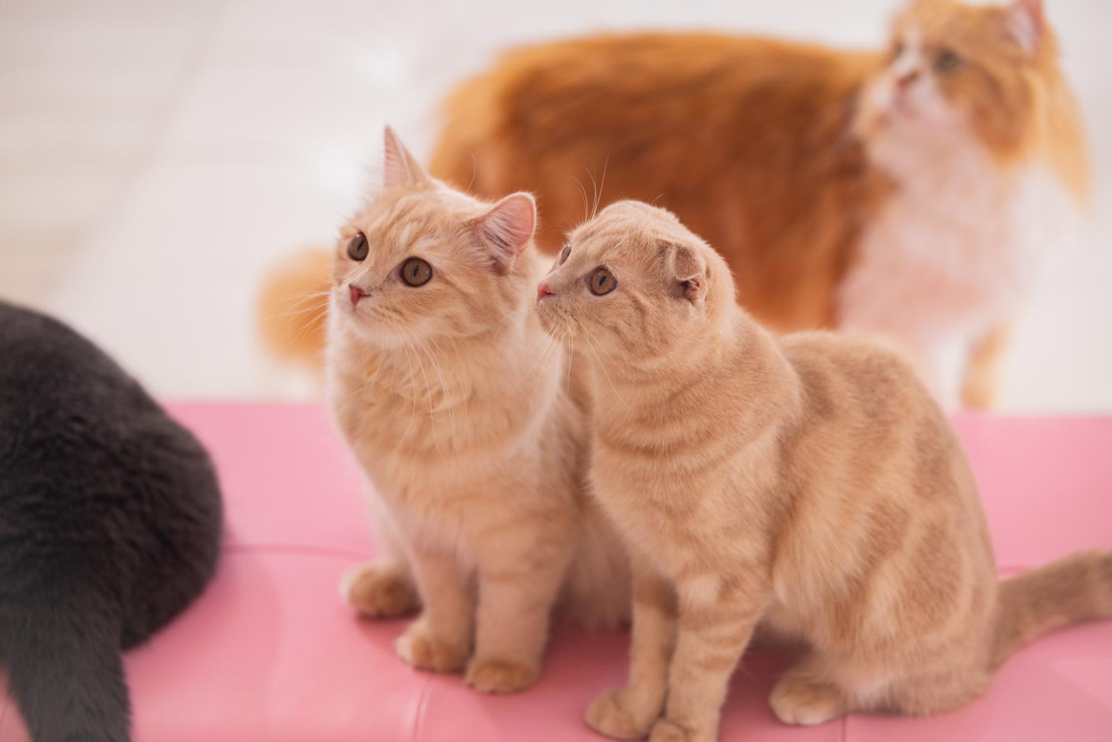 ピンクのソファーに座る2匹の茶色いスコティッシュフォールドの子猫