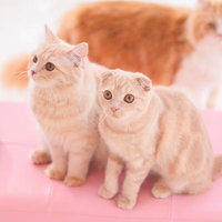 スコティッシュフォールドのチャイちゃんとミルちゃん、ピンクの背景で寄り添う姿の写真