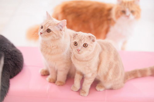 スコティッシュフォールドのチャイちゃんとミルちゃん、ピンクの背景で寄り添う姿