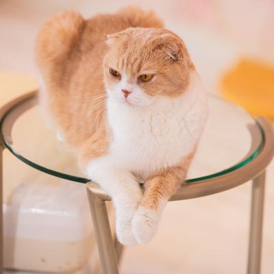 緑の瞳で上を見上げるキジ白の猫の写真素材 - フリー素材ぱくたそ