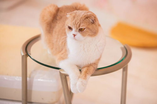 ガラステーブルの上に座るなにか言いたげな猫